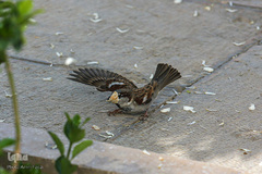 عطر خوش بهار نارنج شیراز