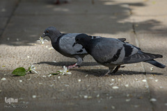 عطر خوش بهار نارنج شیراز