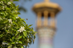 عطر خوش بهار نارنج شیراز