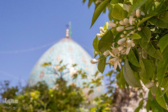 عطر خوش بهار نارنج شیراز