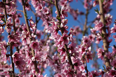 شکوفه های بهاری و طبیعت زیبای شهرستان اهر