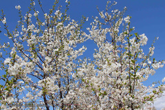 شکوفه های بهاری و طبیعت زیبای شهرستان اهر