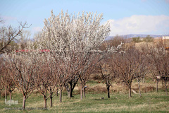 شکوفه های بهاری و طبیعت زیبای شهرستان اهر