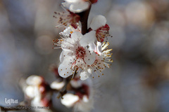 شکوفه های بهاری و طبیعت زیبای شهرستان اهر