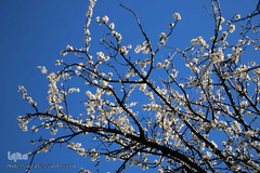 شکوفه های بهاری و طبیعت زیبای شهرستان اهر