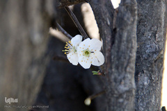 شکوفه های بهاری و طبیعت زیبای شهرستان اهر