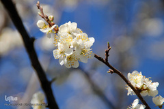 شکوفه های بهاری و طبیعت زیبای شهرستان اهر