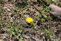 شکوفه های بهاری و طبیعت زیبای شهرستان اهر