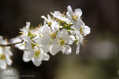 شکوفه های بهاری و طبیعت زیبای شهرستان اهر