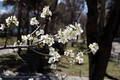 شکوفه های بهاری و طبیعت زیبای شهرستان اهر