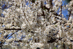 شکوفه های بهاری و طبیعت زیبای شهرستان اهر