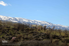 شکوفه های بهاری و طبیعت زیبای شهرستان اهر