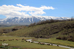شکوفه های بهاری و طبیعت زیبای شهرستان اهر