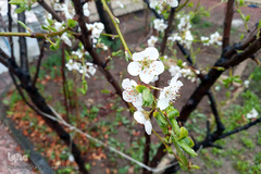 شکوفه های بهاری و طبیعت زیبای شهرستان اهر