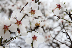 شکوفه های بهاری و طبیعت زیبای شهرستان اهر