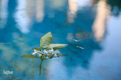 نوروز زرد حافظیه‎