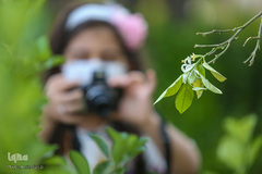 نوروز زرد حافظیه‎
