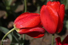 باغ گل «لاله» در بوستان شهید مصطفی چمران کرج