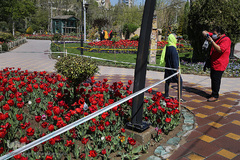 باغ گل «لاله» در بوستان شهید مصطفی چمران کرج