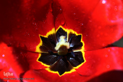 باغ گل «لاله» در بوستان شهید مصطفی چمران کرج