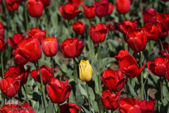 باغ گل «لاله» در بوستان شهید مصطفی چمران کرج