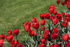 باغ گل «لاله» در بوستان شهید مصطفی چمران کرج