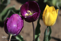 باغ گل «لاله» در بوستان شهید مصطفی چمران کرج