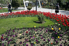 باغ گل «لاله» در بوستان شهید مصطفی چمران کرج