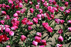 باغ گل «لاله» در بوستان شهید مصطفی چمران کرج