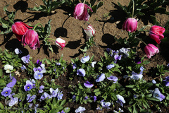 باغ گل «لاله» در بوستان شهید مصطفی چمران کرج