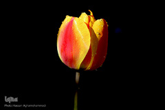 باغ گل «لاله» در بوستان شهید مصطفی چمران کرج