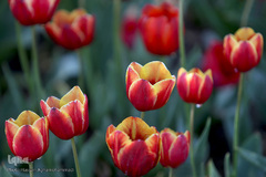 باغ گل «لاله» در بوستان شهید مصطفی چمران کرج