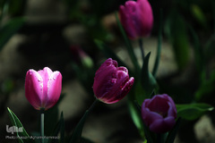 باغ گل «لاله» در بوستان شهید مصطفی چمران کرج