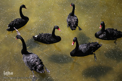 باغ گل «لاله» در بوستان شهید مصطفی چمران کرج