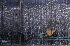 باغ گل «لاله» در بوستان شهید مصطفی چمران کرج