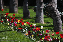باغ گل «لاله» در بوستان شهید مصطفی چمران کرج