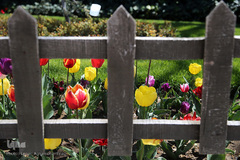 باغ گل «لاله» در بوستان شهید مصطفی چمران کرج