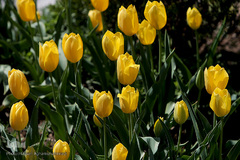 باغ گل «لاله» در بوستان شهید مصطفی چمران کرج