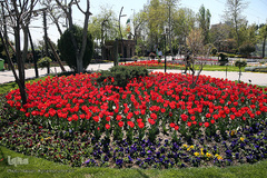 باغ گل «لاله» در بوستان شهید مصطفی چمران کرج