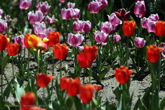 باغ گل «لاله» در بوستان شهید مصطفی چمران کرج