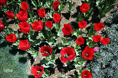 باغ گل «لاله» در بوستان شهید مصطفی چمران کرج