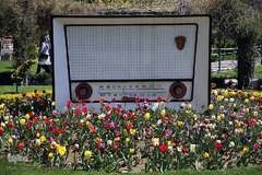 باغ گل «لاله» در بوستان شهید مصطفی چمران کرج