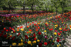 باغ گل «لاله» در بوستان شهید مصطفی چمران کرج