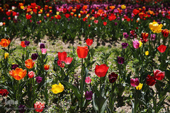 باغ گل «لاله» در بوستان شهید مصطفی چمران کرج