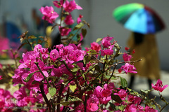 باغ گل «لاله» در بوستان شهید مصطفی چمران کرج