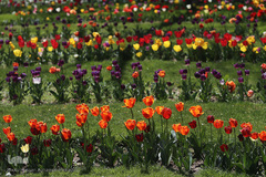 باغ گل «لاله» در بوستان شهید مصطفی چمران کرج