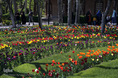 باغ گل «لاله» در بوستان شهید مصطفی چمران کرج