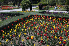 باغ گل «لاله» در بوستان شهید مصطفی چمران کرج