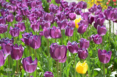 لاله های باغ گلستان تبریز