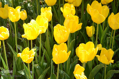 لاله های باغ گلستان تبریز